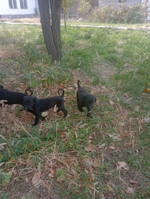 Тазы күшіктер сатылады 10000 мыңнан еркек күшік 5000 мыңнан ұрғашы күш