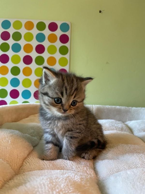 British Shorthair