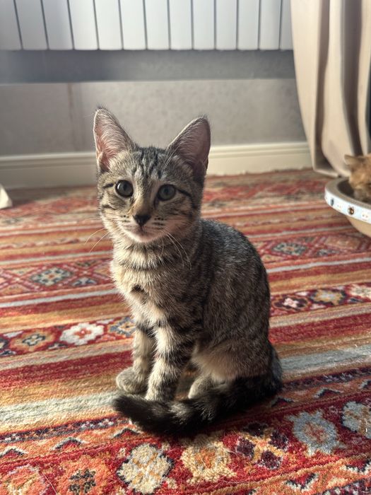 Ищем дом котенку, 2,5 месяца