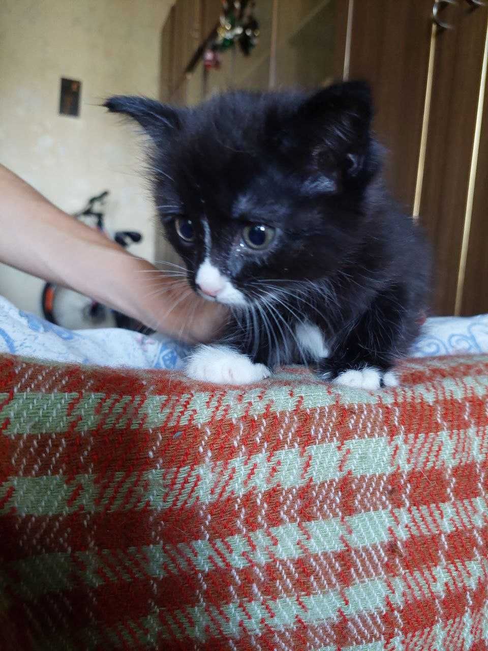 В хорошие руки котята 2 месяца