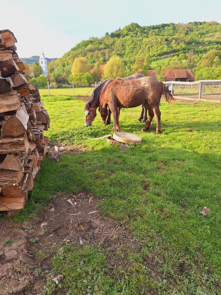 Mânji de vânzare de 1 an