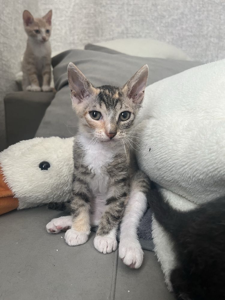 Отдам 2х котят и кошку