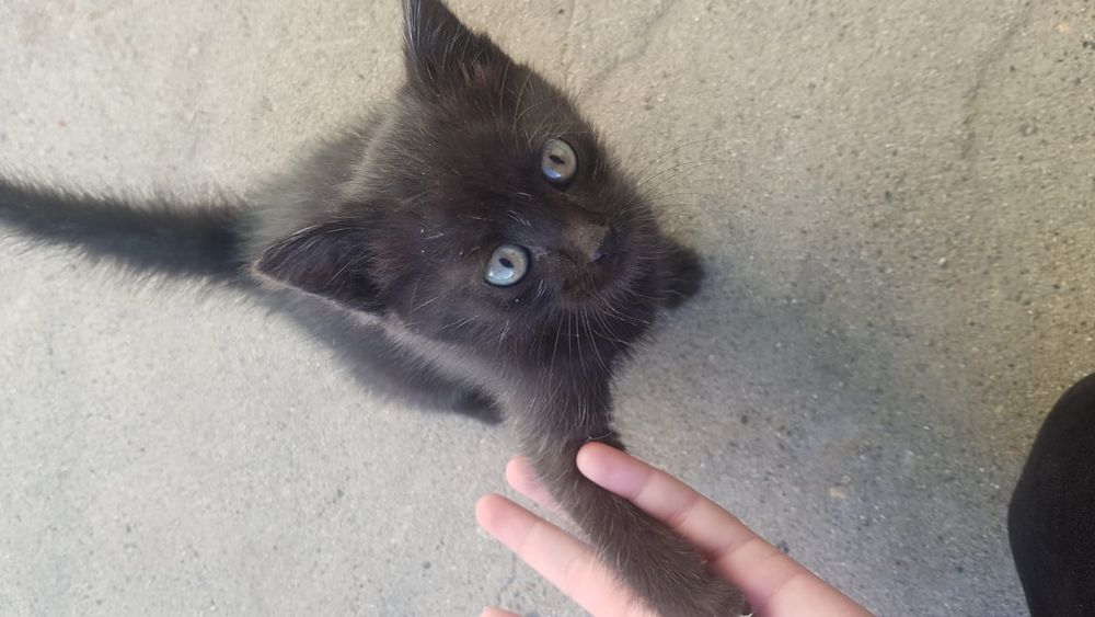 Отдам игривого котика