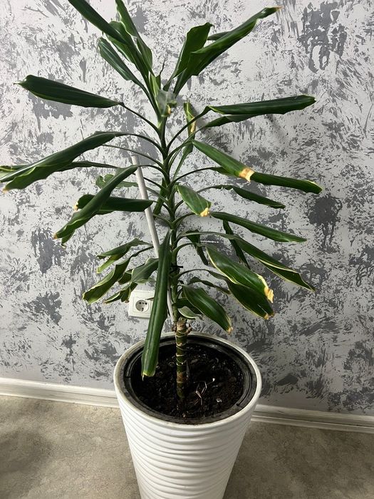 Драцена с кашпо 1