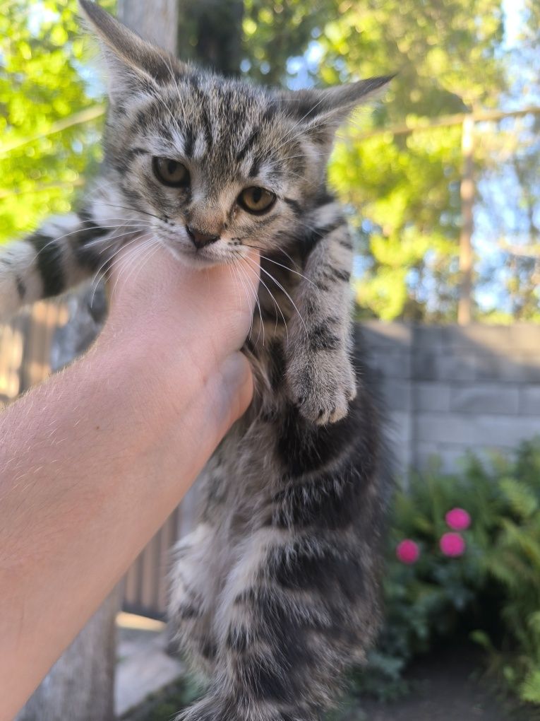 Продам кошку Девочка