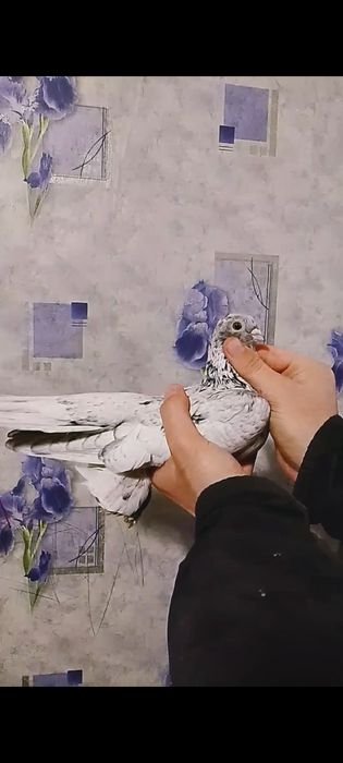 Продам челкаря(игра.гребля)