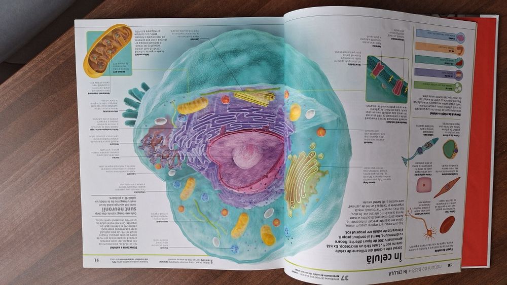 Enciclopedia Corpul uman