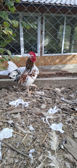 Vând cocoșei de munte.