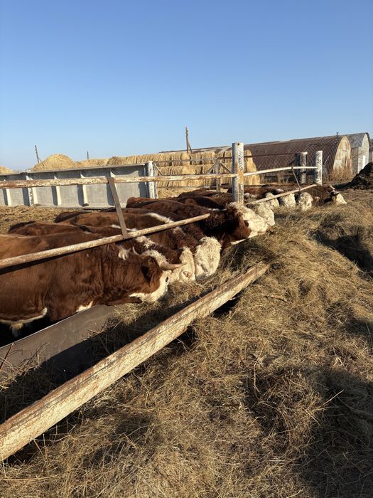 Продам быков ,16 голов.