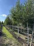 Vand tei, frasin, platan, mesteacan