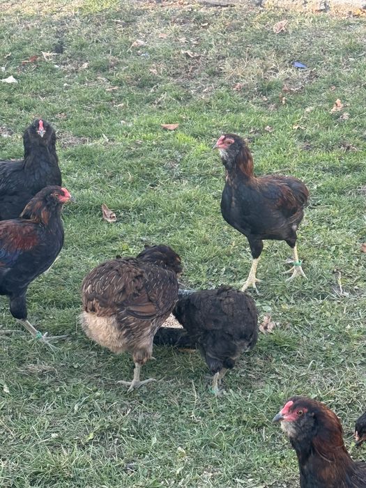 Cocosi Araucana Potarnichiu Salbatic