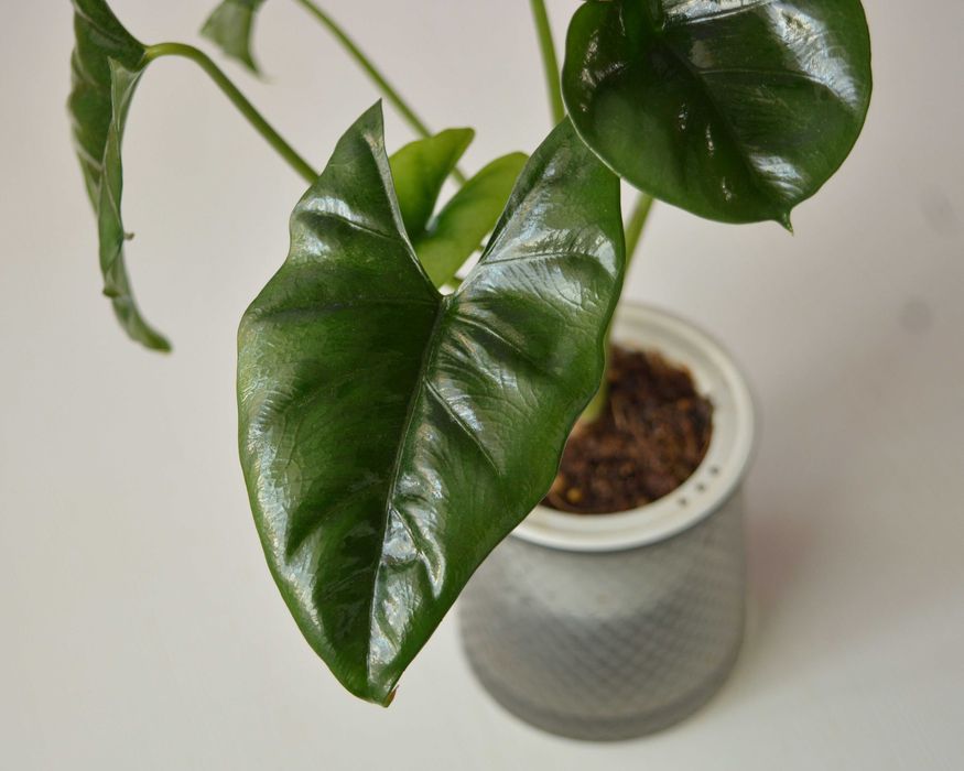 Продаю алоказию из коллекции