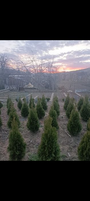 Vând tuia , diferite soiuri și marimi din ciumbrud alba