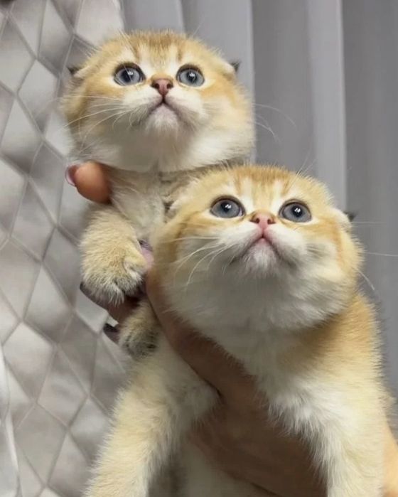 Вислаухие Шиншиллы Золото тикингг