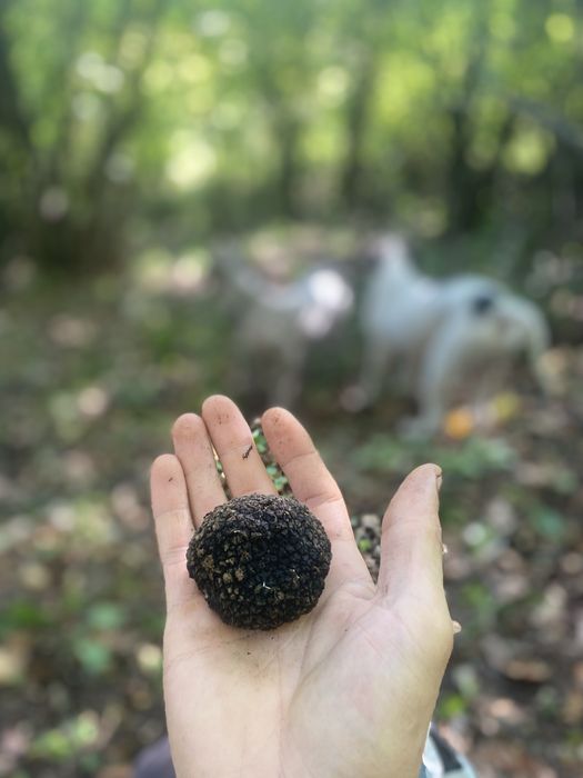 Trufe negre de toamna