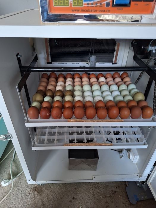 Oua pentru incubat Araucana. Austrolop  Marans .