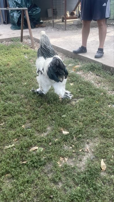 Cocos Brahma de vanzare