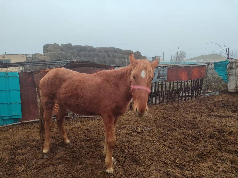 Тай сатылад ауылда тұр