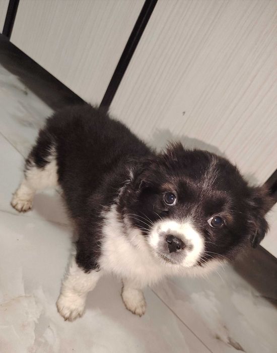 Donez pui de cățel!!!