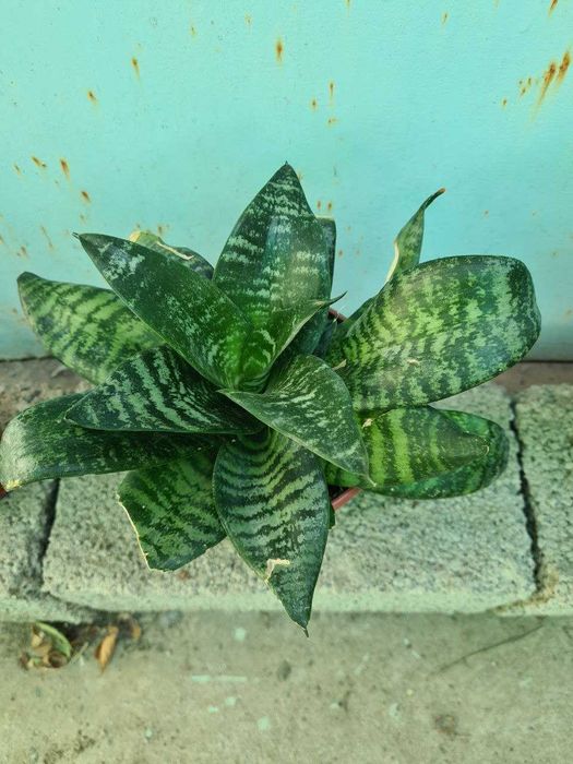 Композиция из кактусов и суккулентов, хлорофитум