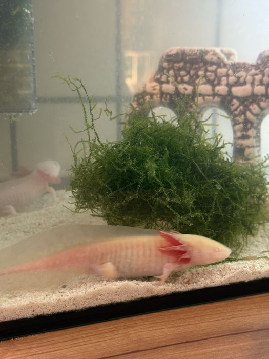 Мексиканска амбистома /аксолотъл/