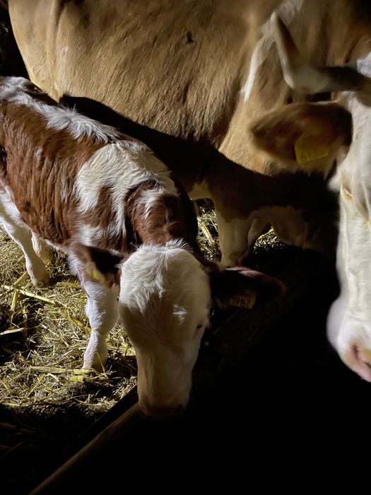 Vând vacă cu vițel