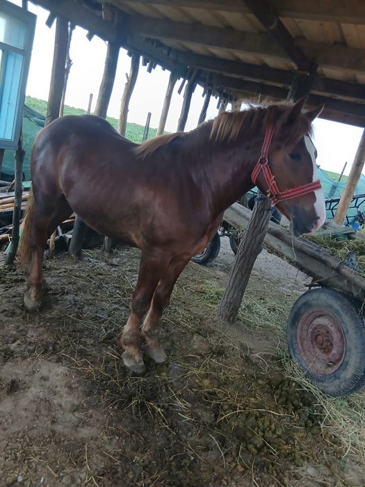 2200euro negociabil  Roman judetul Neamț