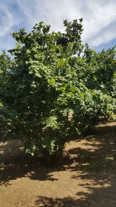 Alun Soiul Tonada Gentile