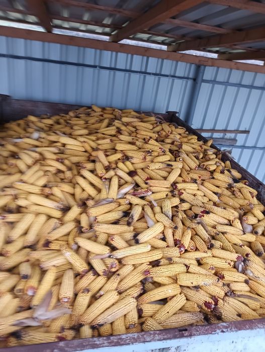 Vind porumb stiuleti