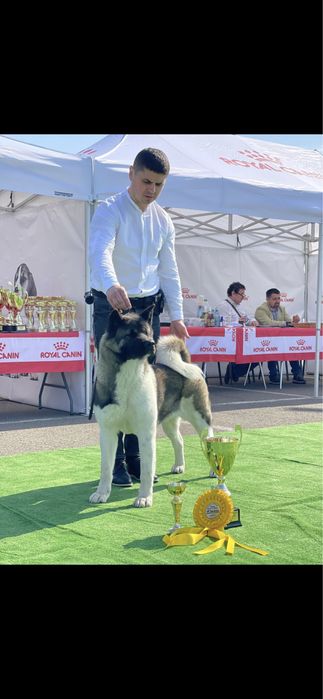 American Akita / Mascul / Pedigree