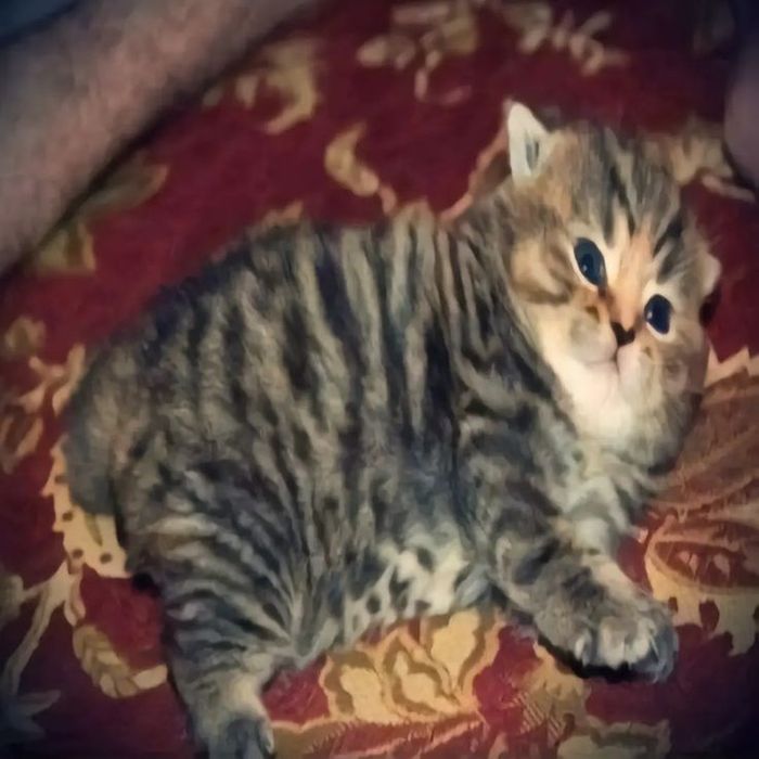 нарисую вашего любимого домашнего питомца