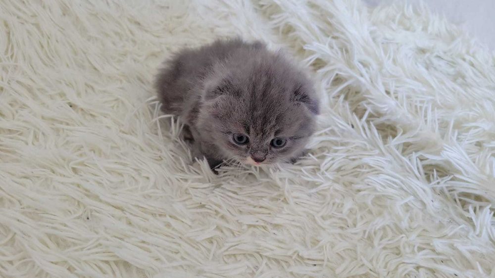 Котята породы веслоухие и прямоухие Шотландцы 7 недель