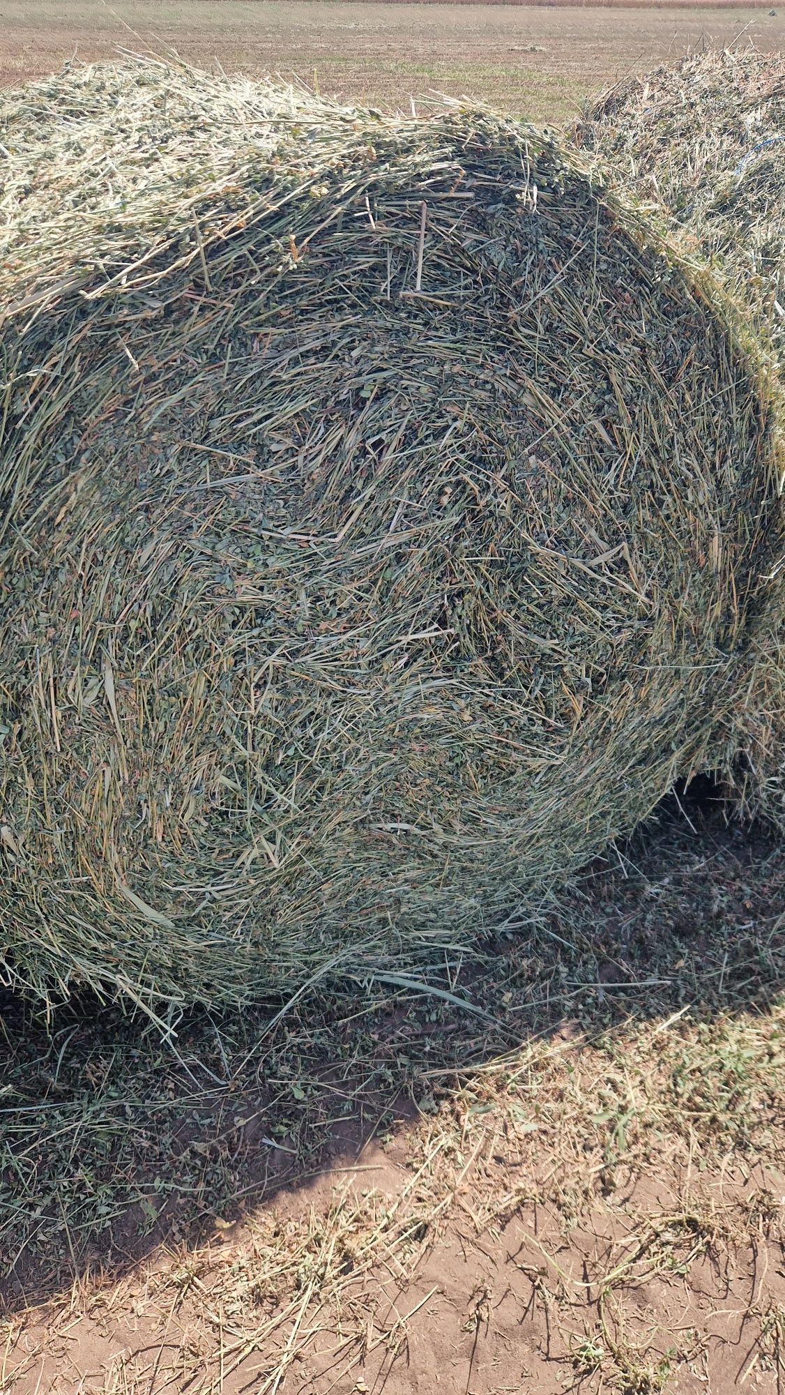 Baloti lucerna,dimensiune balot 120x120cm