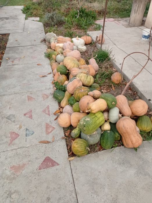 Продается тыква!