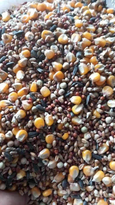 Vindem cereale din campania 2025