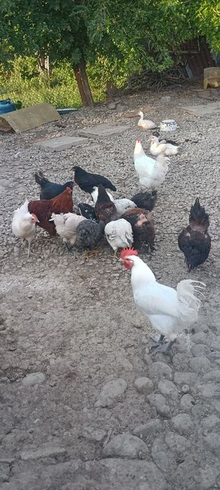 Desfintare crescătorie raseAustrolop, Marans,Bress, Araucana , Wiandot