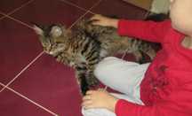 Cazare animale de companie MICI si PISICI CASTRATE- pet sitter