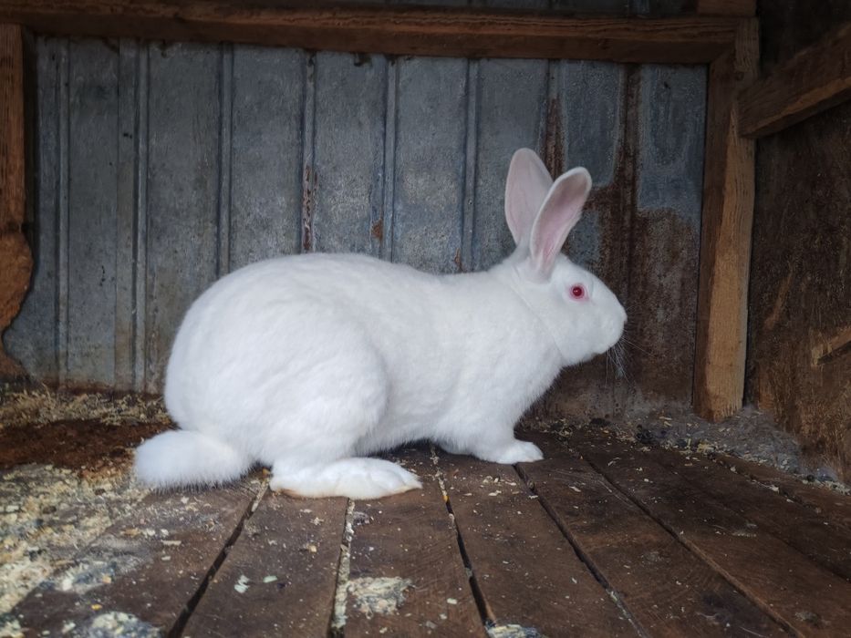 Vând iepuri hycole francez