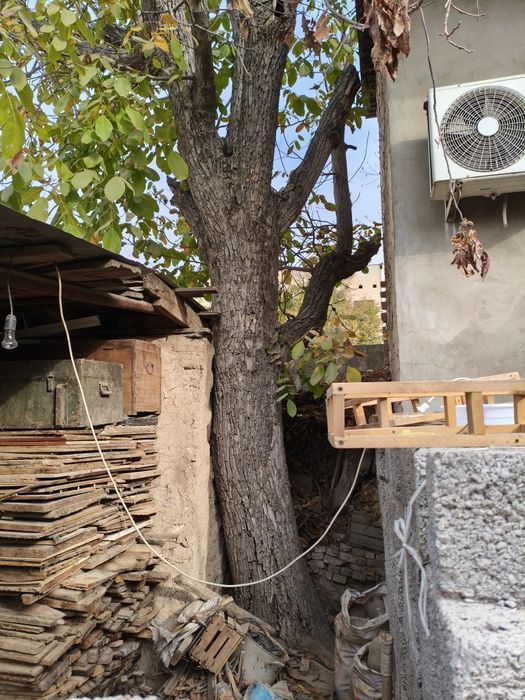 Ёнғоқ дарахти Сотилади !!!