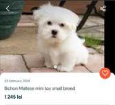 Bichon maltez mini toy