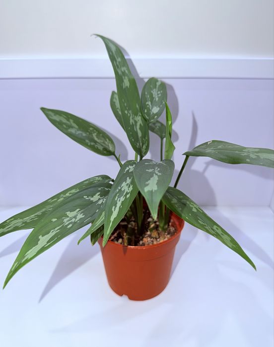 Аглаонема, комнатные растения, комнатные цветы