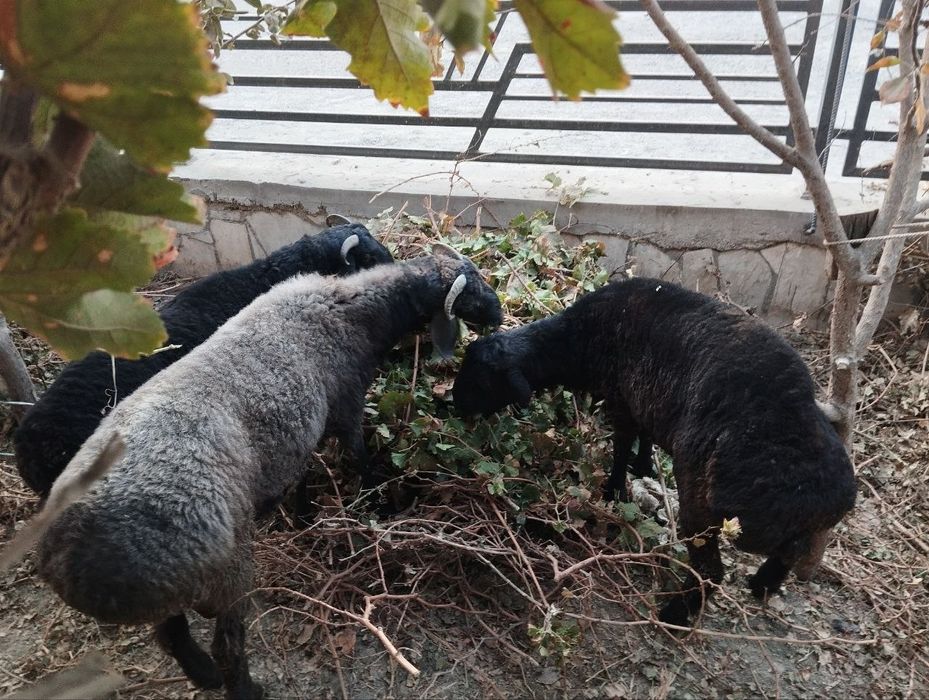 Qo'chqorlar sotiladi