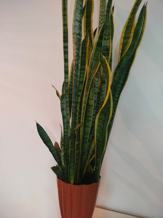 Щучий хвост. Растение.