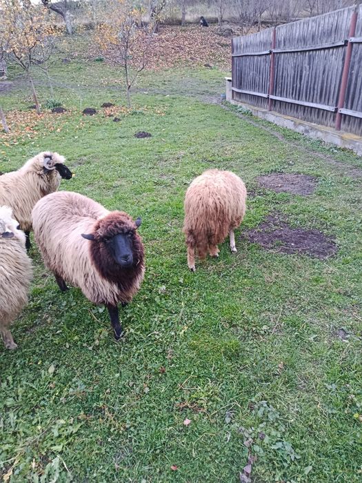 De vânzare 6 miele de anul acesta