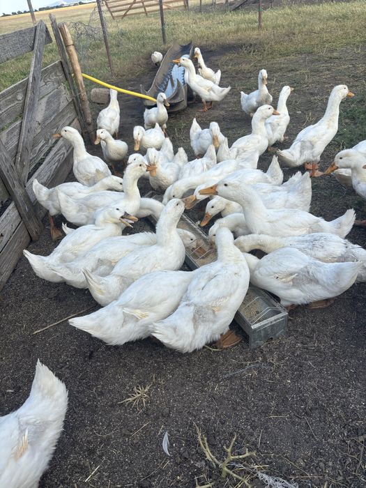 Rață de carne pekin