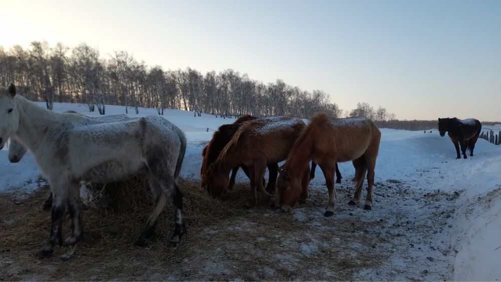 Продам лошадей ОПТОМ!!! (бие, кунан, тай)