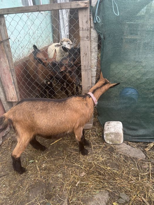 Vand ieduta alpina franceza