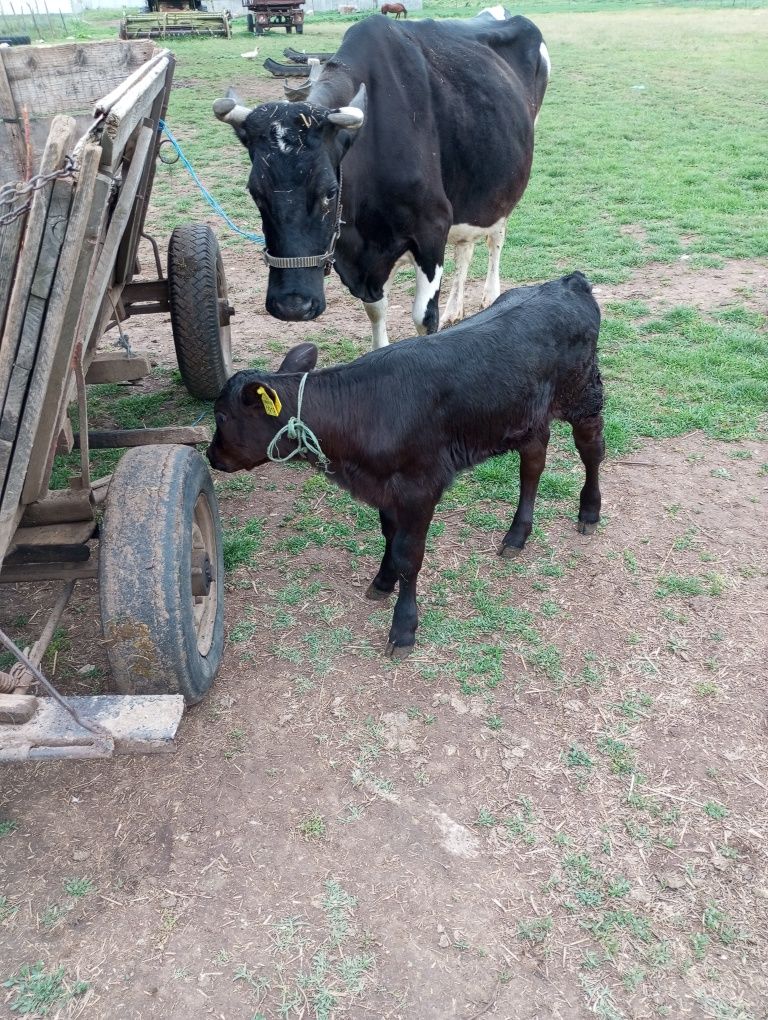 Vând vaca foarte buna de lapte