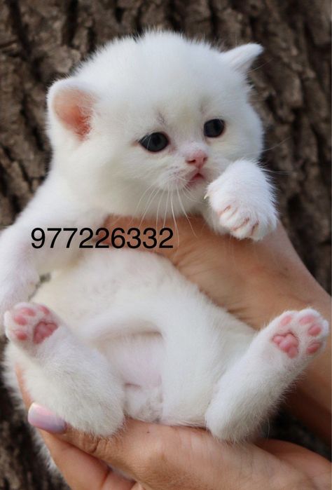 Британский  котенок