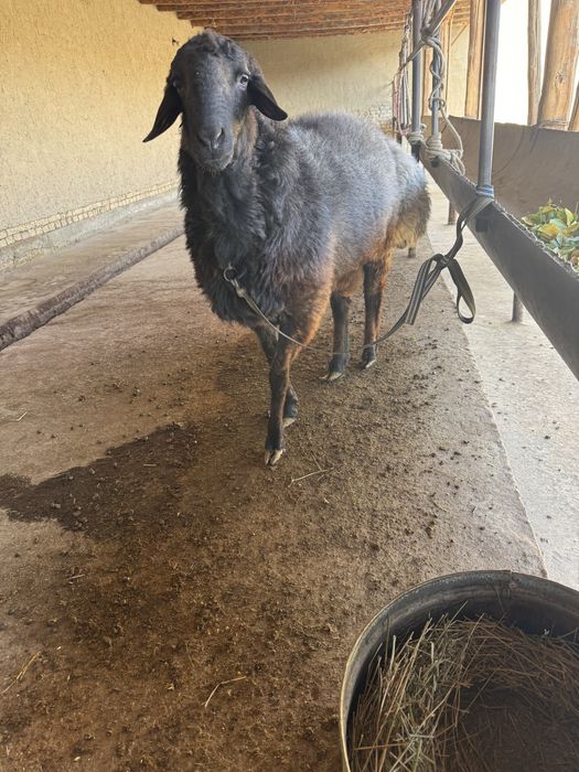 Кучкорни зури вобкент